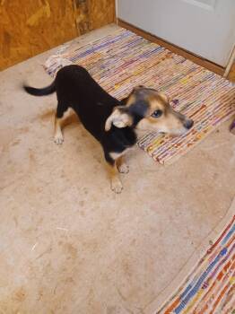 Rescue Hound Dogs for Adoption in Shelbyville, Tennessee - Hester | PetCurious