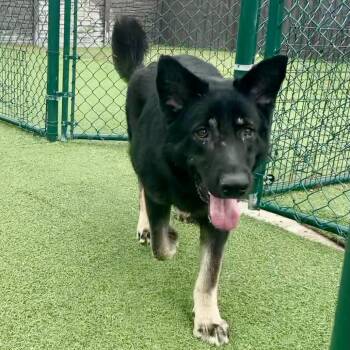 Floppy 5501 -  German Shepherd Dog Dog for Adoption in Loxahatchee Groves, Florida - Floppy 5501 | PetCurious