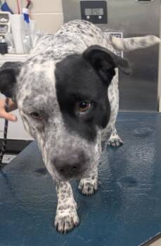 Australian Cattle Dog Blue Heeler and Mixed Breed Dogs Available for Adoption in Mobile, Alabama - MOZART | PetCurious