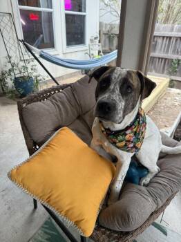 Cattle Dog and Labrador Retriever Dogs Available for Adoption - Mookie | PetCurious