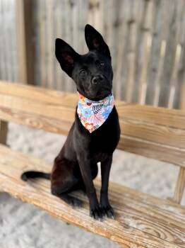 Raven -  Shepherd and Mixed Breed Dog for Adoption in Muskegon, Michigan - Raven | PetCurious