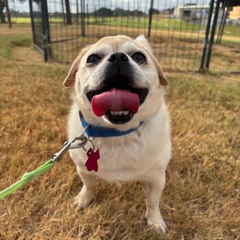 Choochi (Cho Cho) -  Pug and Chihuahua Dog for Adoption in Floresville, Texas - Choochi (Cho Cho) | PetCurious