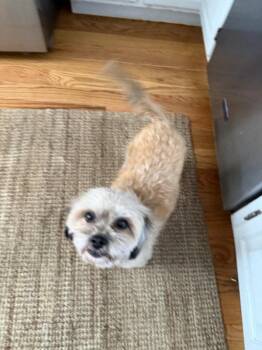 Lhasa Apso and Shih Tzu Dogs Available for Adoption in San Francisco, California - Franny | PetCurious