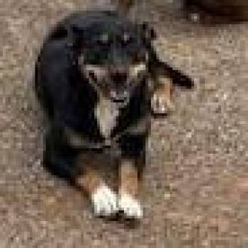 Lola -  Rottweiler and Mixed Breed Dog for Adoption in Marshall, Texas - Lola | PetCurious