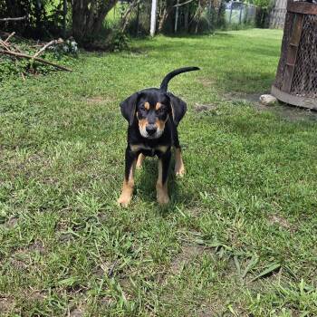 Capone -  Coonhound Dog for Adoption in Muncie, Indiana - Capone | PetCurious