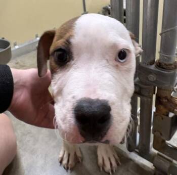 Pit Bull Terrier and Boxer Dogs Available for Adoption in Sioux City, Iowa - Milo | PetCurious