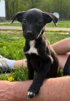 Marsha -  Labrador Retriever and Poodle Dog for Adoption in Cloquet, Minnesota - Marsha | PetCurious