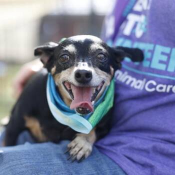 FERGIE -  Dachshund Dog for Adoption in San Antonio, Texas - FERGIE | PetCurious