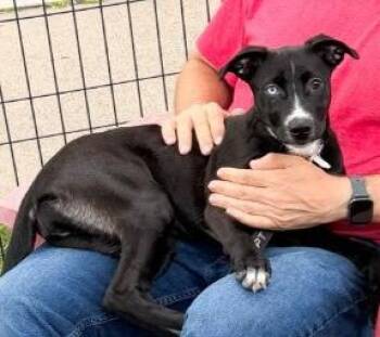 Liberty -  Hound Dog for Adoption in Gloversville, New York - Liberty | PetCurious
