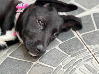 Tippi -  Black Labrador Retriever Dog for Adoption in Rollingwood, Texas - Tippi | PetCurious