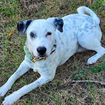 Cici -  Dalmatian Dog for Adoption in Krum, Texas - Cici | PetCurious