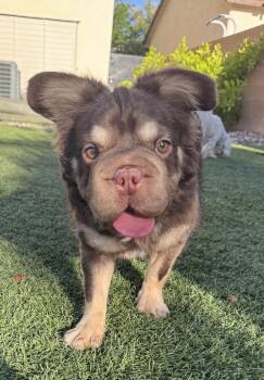 Gizmo -  French Bulldog Dog for Adoption in Las Vegas, Nevada - Gizmo | PetCurious