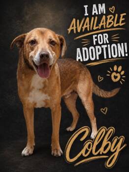 Colby -  Mixed Breed Dog for Adoption in Shelbyville, Tennessee - Colby | PetCurious