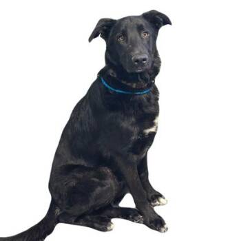 Beauford -  Labrador Retriever Dog for Adoption in Red Bluff, California - Beauford | PetCurious
