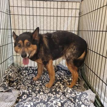 Mixed Breed Dogs Available for Adoption in Memphis, Tennessee - MELVIN | PetCurious