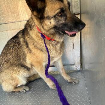 German Shepherd Dog Dogs Available for Adoption in Greensboro, North Carolina - Guinevere | PetCurious