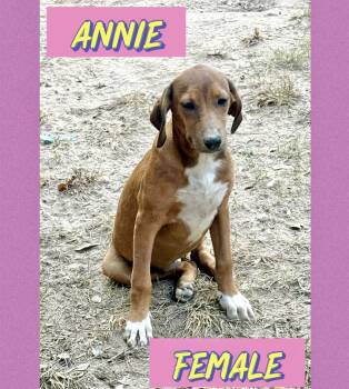 Annie -  Wirehaired Terrier Dog for Adoption in Manchester, Connecticut - Annie | PetCurious
