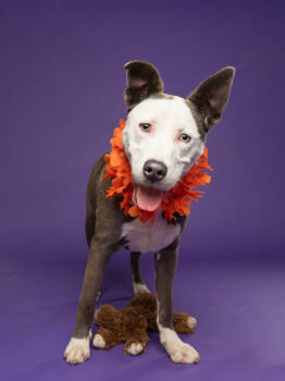 Rescue Mixed Breed Dogs for Adoption in Atlanta, Georgia - Tommy Rudford | PetCurious