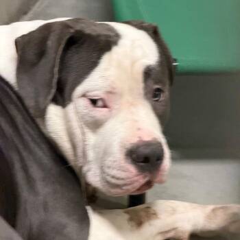 Pit Bull Terrier Dogs Available for Adoption in Yuma, Arizona - Little Luck | PetCurious