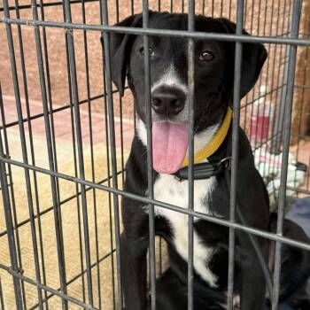 Rescue Black Labrador Retriever Dogs for Adoption in Perryville, Arkansas - Tram | PetCurious