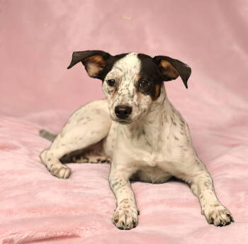 Rescue Australian Cattle Dog Blue Heeler Dogs for Adoption in West Palm Beach, Florida - Maple * | PetCurious
