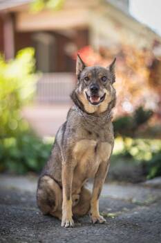 Rescue Mixed Breed Dogs for Adoption in Toronto, Ontario - SINPA | PetCurious