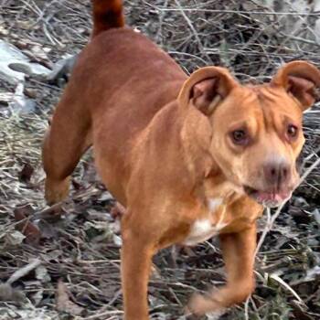 Mary -  Mixed Breed Dog Available for Adoption in West Plains, Missouri - Mary | PetCurious