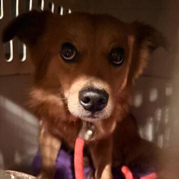 Clifford -  Pomeranian and Dachshund Dog for Adoption in Brainerd, Minnesota - Clifford | PetCurious