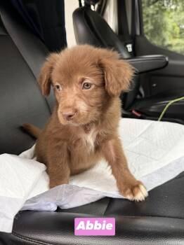 A litter Abbie -  Labrador Retriever and Collie Dog for Adoption in Semmes, Alabama - A Litter Abbie | PetCurious