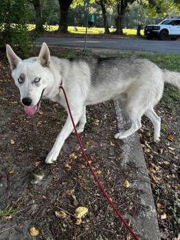 Meeko -  Siberian Husky and Shepherd Dog for Adoption in Mobile, Alabama - Meeko | PetCurious