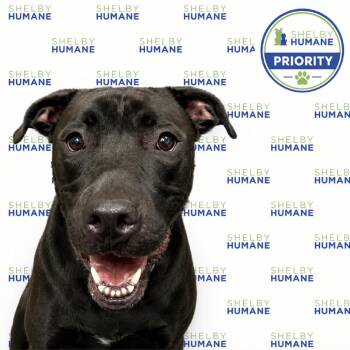 Fin -  Mixed Breed Dog for Adoption in Columbiana, Alabama - Fin | PetCurious