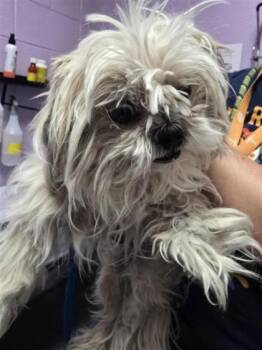 61142005 -  Shih Tzu and Mixed Breed Dog for Adoption in El Paso, Texas - 61142005 | PetCurious