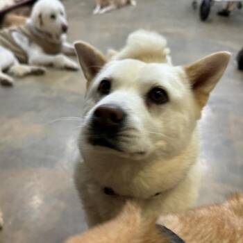 YURI" -  Jindo and Chow Chow Dog for Adoption in Springfield, Virginia - YURI" | PetCurious
