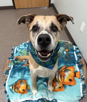 Mixed Breed Dogs Available for Adoption - Boomer | PetCurious