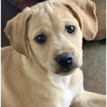 DOGWOOD -  Terrier Dog for Adoption in Houston, Texas - DOGWOOD | PetCurious