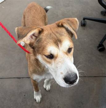 MACIE -  Mixed Breed Dog for Adoption in Dallas, Texas - MACIE | PetCurious