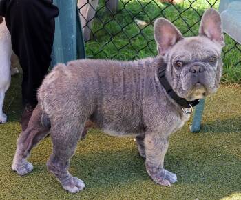Tonka -  French Bulldog Dog for Adoption in Harrison, New York - Tonka | PetCurious