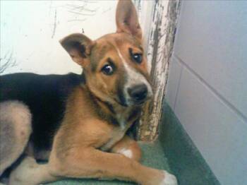 Rescue Mixed Breed Dogs for Adoption in Santa Fe, New Mexico - A171402 | PetCurious