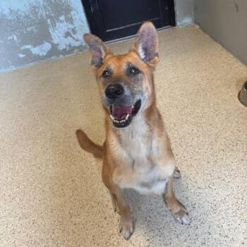 Zuko 6703 -  Shepherd and Mixed Breed Dog for Adoption in Loxahatchee Groves, Florida - Zuko 6703 | PetCurious