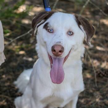 Husky and Poodle Dogs Available for Adoption in Hamilton Township, New Jersey - PABLO | PetCurious