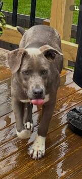Pit Bull Terrier Dogs Available for Adoption in Germantown, Ohio - Princess Gracie Mae | PetCurious