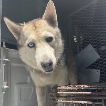 Giggle McDimples -  Husky Dog for Adoption in Edinburg, Texas - Giggle McDimples | PetCurious