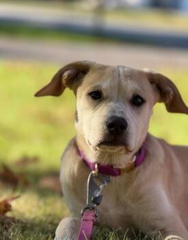 Rescue Hound and Yellow Labrador Retriever Dogs for Adoption in Portland, Maine - Annie Oakley | PetCurious