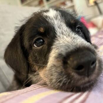 Smoochie -  Schnauzer and Labrador Retriever Dog for Adoption in Houston, Texas - Smoochie | PetCurious