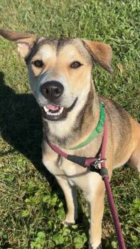 October CS -  Shepherd and Hound Dog for Adoption in Columbia, Maryland - October CS | PetCurious