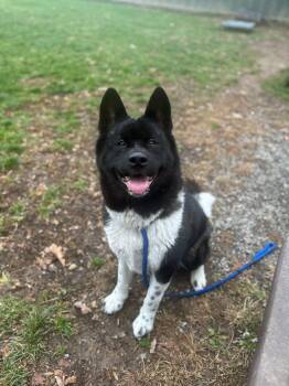 Rescue Akita Dogs for Adoption in Myerstown, Pennsylvania - Rummy | PetCurious