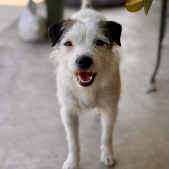 Parson Russell Terrier and Wirehaired Terrier Dogs Available for Adoption in Modesto, California - Amburger | PetCurious