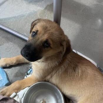 Nate -  Mixed Breed Dog for Adoption in Bentonville, Arkansas - Nate | PetCurious