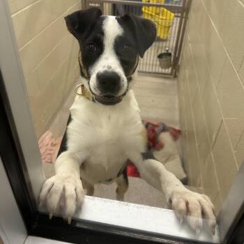 Rachel -  Pit Bull Terrier Dog for Adoption in Birmingham, Alabama - Rachel | PetCurious