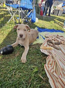 Luna PA -  Labrador Retriever and Terrier Dog for Adoption in Rockaway, New Jersey - Luna PA | PetCurious
